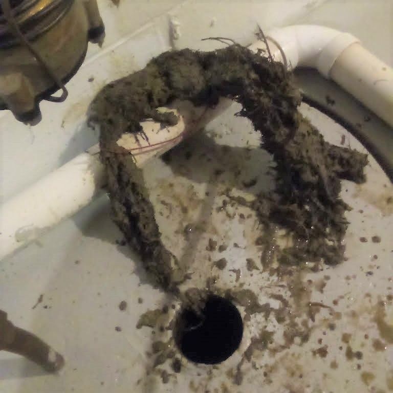 Drain was clogged with tree roots